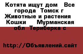 Котята ищут дом - Все города, Томск г. Животные и растения » Кошки   . Мурманская обл.,Териберка с.